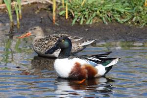 Northern Shoveler