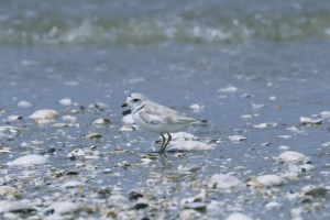 Lake Ilo National Wildlife Refuge