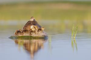 Birds on the water
