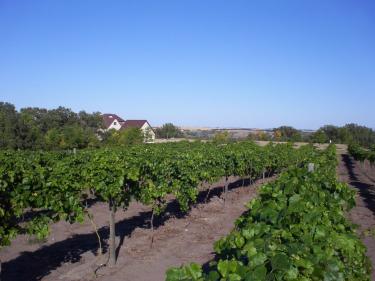 crop field photo