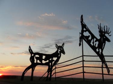 deer crossing photo