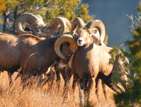 big horn