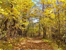 trail